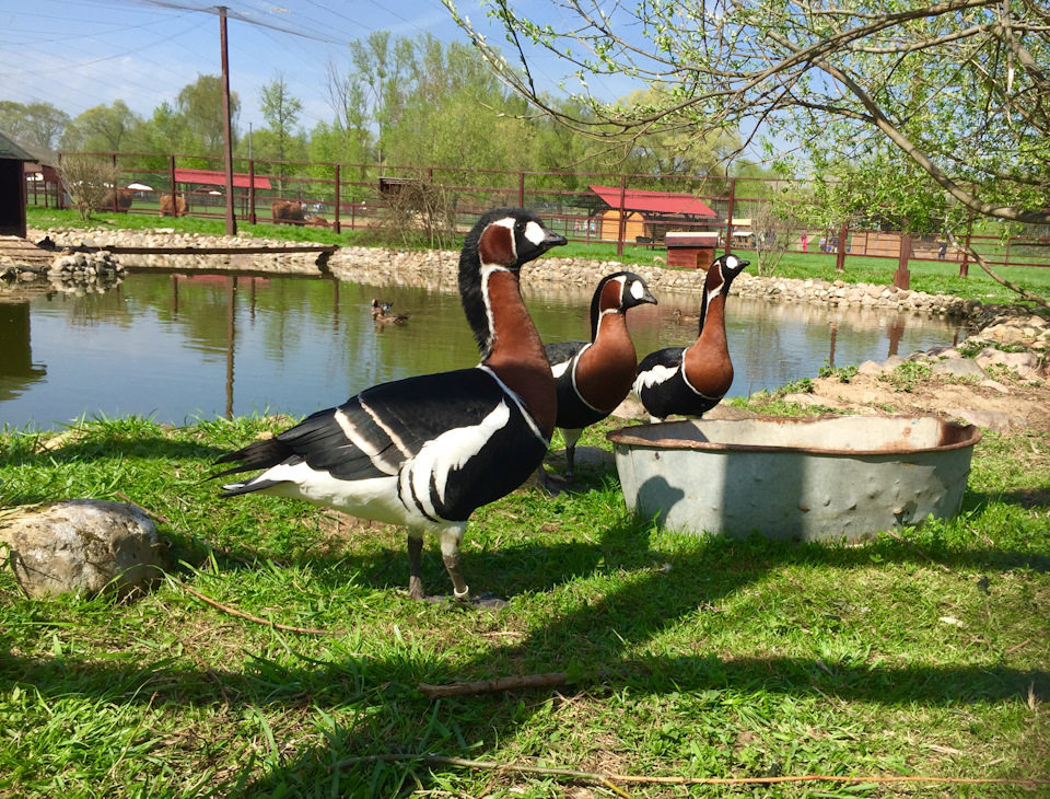 Фото в бортжурнале Skoda Superb Mk2