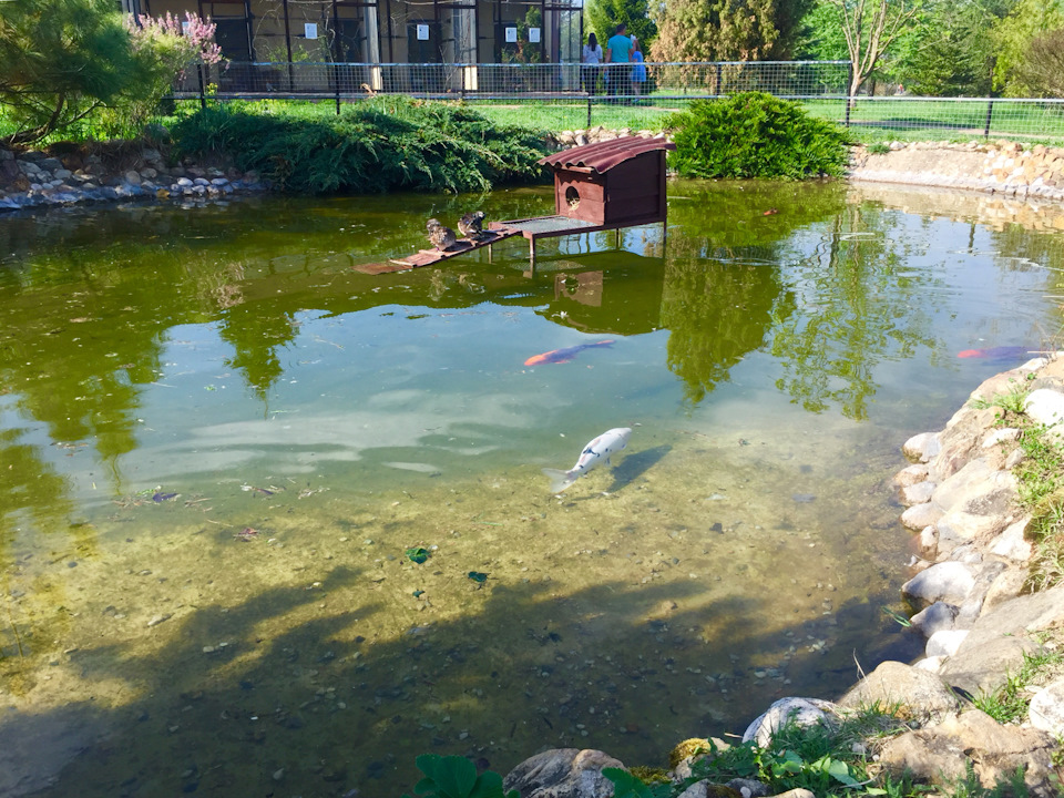 В ландшафт прекрасно вписались небольшие прудики с разноцветными декоративными рыбами и заморскими водоплавающими. — Skoda Superb Mk2