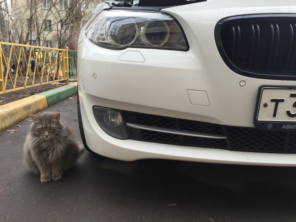 Фото в бортжурнале BMW 5 series (F10)