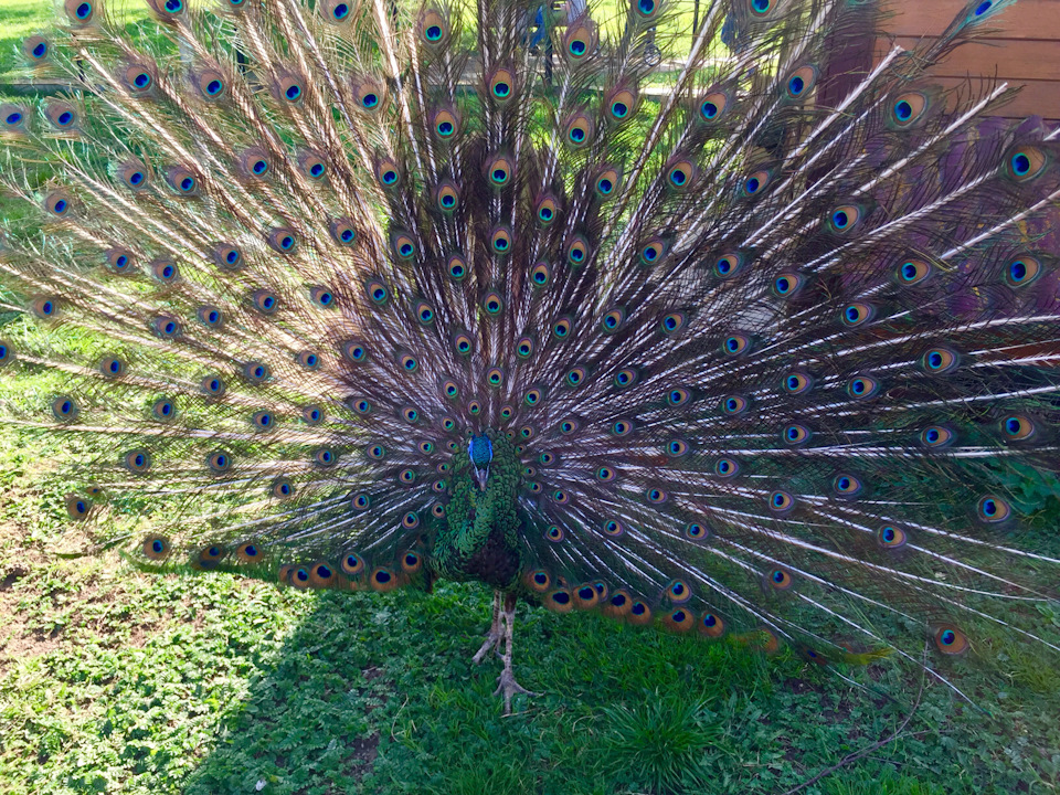 Фото в бортжурнале Skoda Superb Mk2