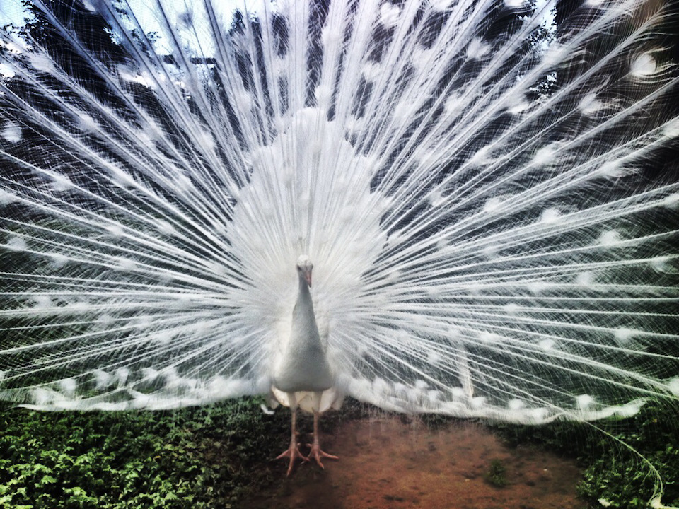 Однако такой экземпляр — белый павлин — может легко затеряться на зимнем фоне. Родом он из Индии и считается там национальной птицей. Собственно, есть за что. Одним метким ударом клюва павлин убивает кобру. — Skoda Superb Mk2