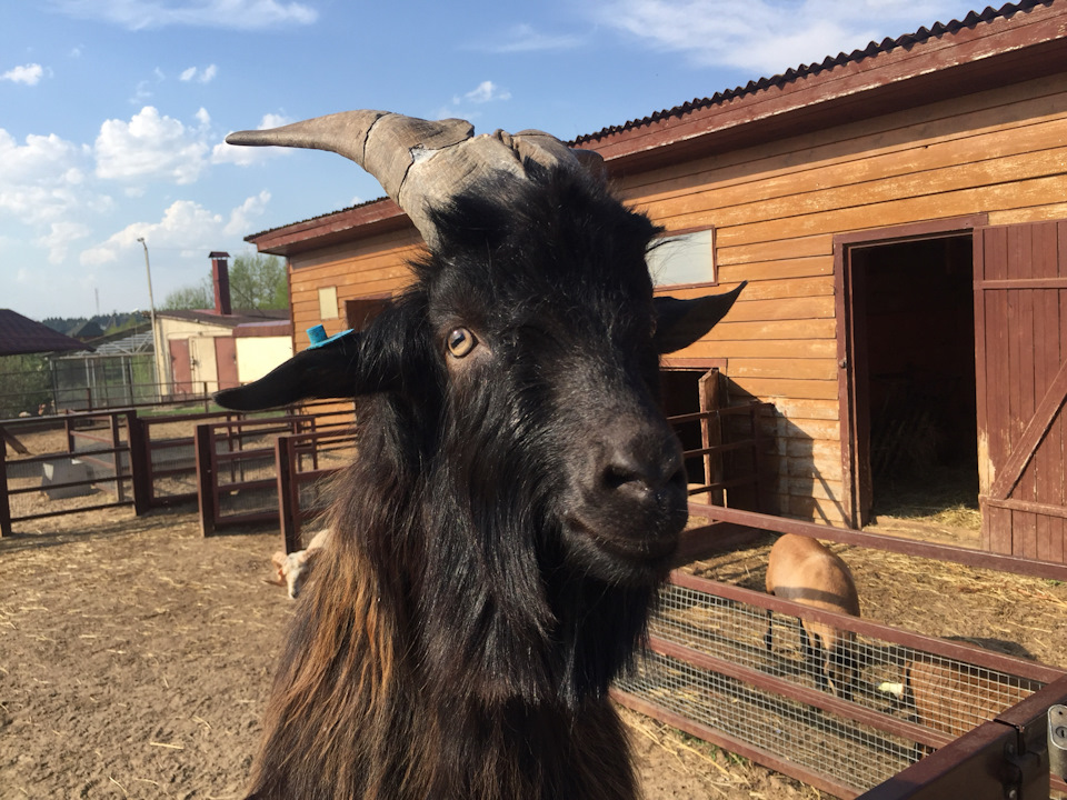 Судя по поведению, этот рогатый представитель мини-фермы, расположенной на территории парка, очень любит позировать на камеру. — Skoda Superb Mk2