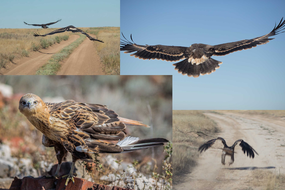 Фото в бортжурнале Renault Duster (1G)
