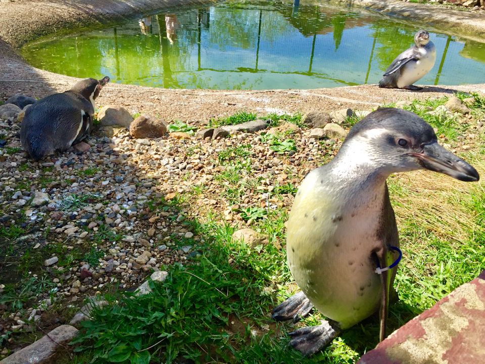 Фото в бортжурнале Skoda Superb Mk2