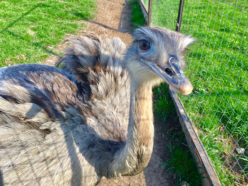 В парке можно увидеть самую большую в мире птицу — африканского страуса, причём не только взрослых животных, но и маленьких птенцов. Они очень любопытные и с удовольствием лезут в кадр. — Skoda Superb Mk2