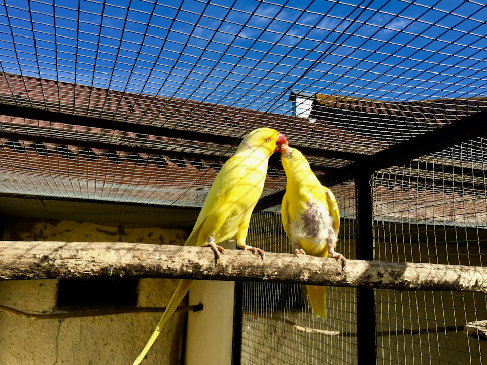 Фото в бортжурнале Skoda Superb Mk2