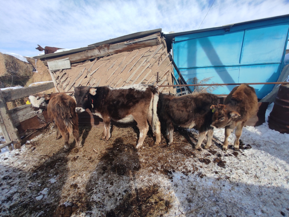 Фото в бортжурнале Volkswagen Jetta V